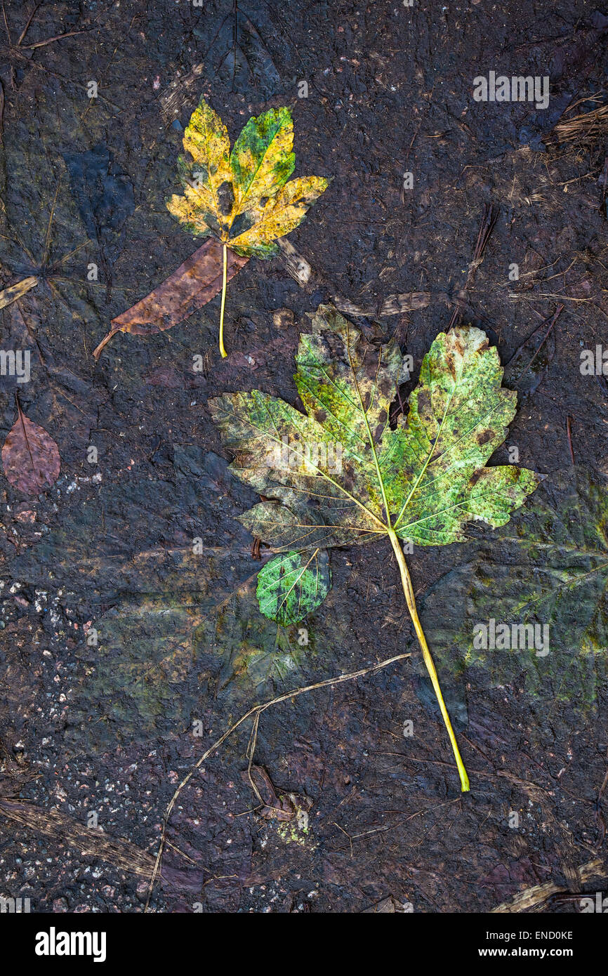 Withering autumn leaves still life at the ground Stock Photo