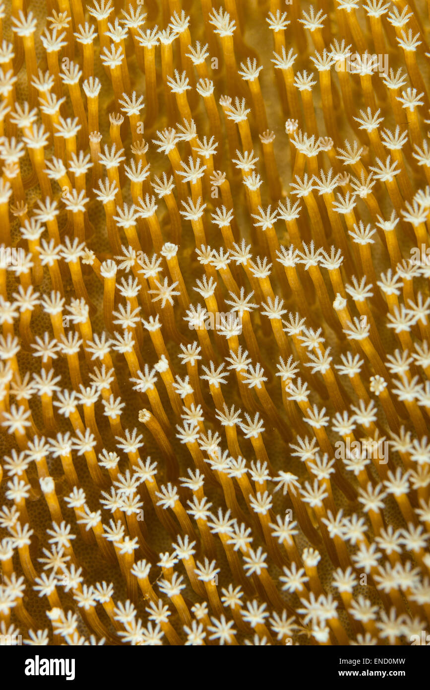 Close-up of a yellow leather coral Stock Photo