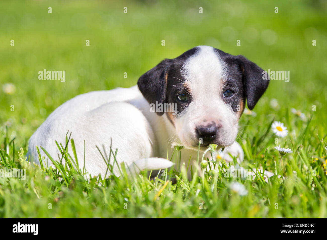 Mixed-breed cute little puppy on grass Stock Photo - Alamy