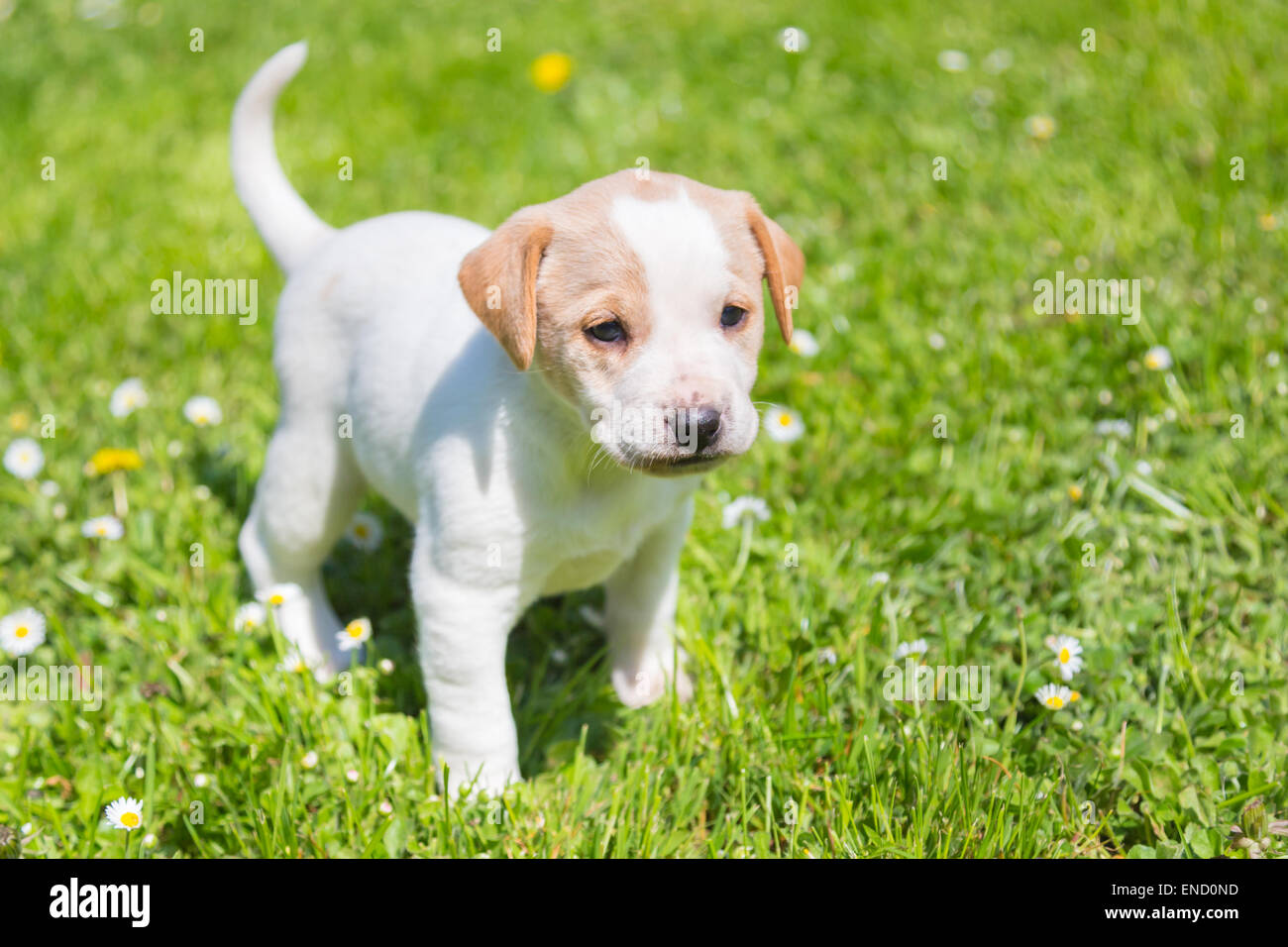 Mixed-breed cute little puppy on grass Stock Photo - Alamy
