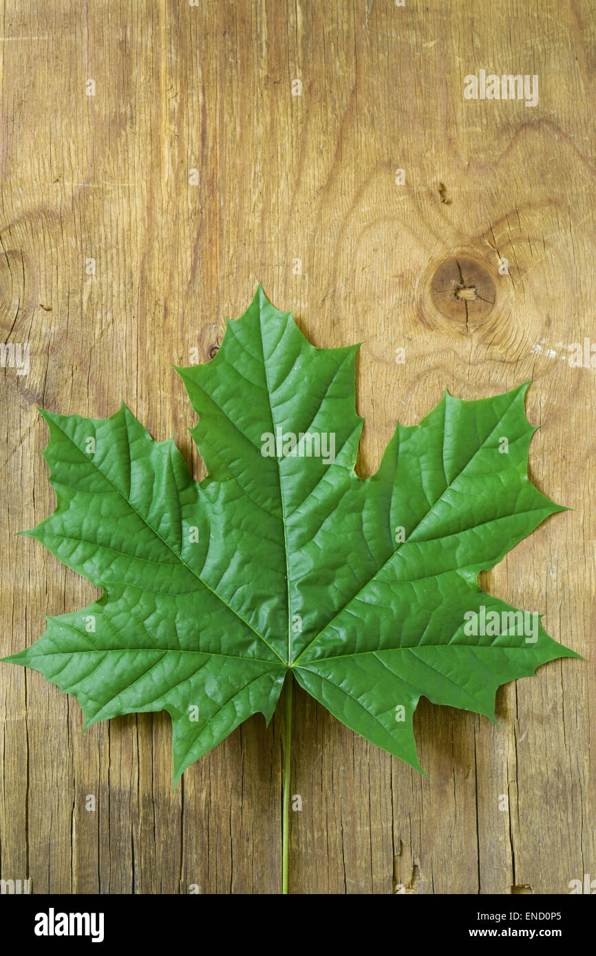 natural-green-maple-leaf-stock-photo-alamy