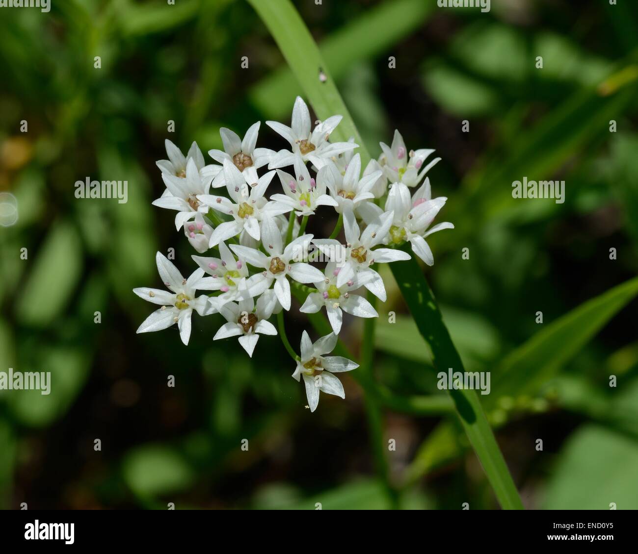 Texas wild onion flower Stock Photo Alamy