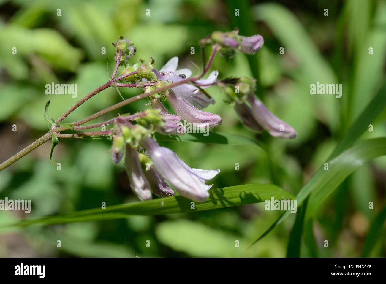 Loose-flowered Penstemon Stock Photo
