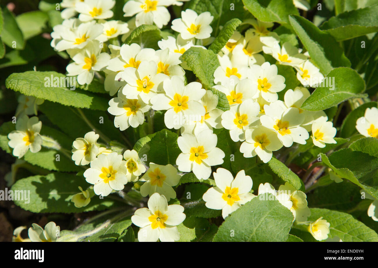Primroses, England, UK Stock Photo Alamy
