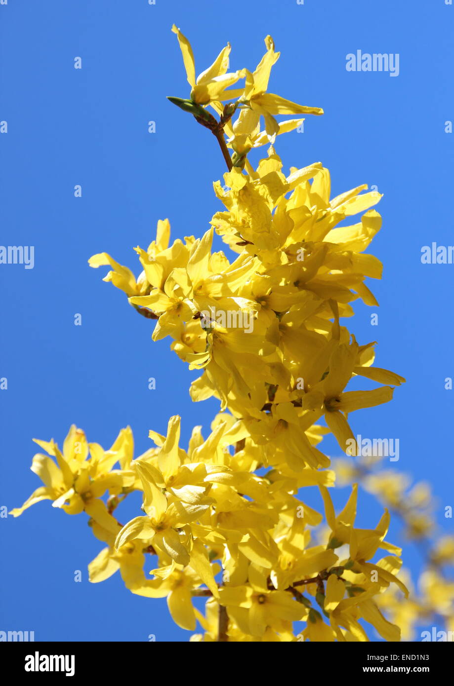 Yellow broom flower branch in springtime with blue sky Stock Photo