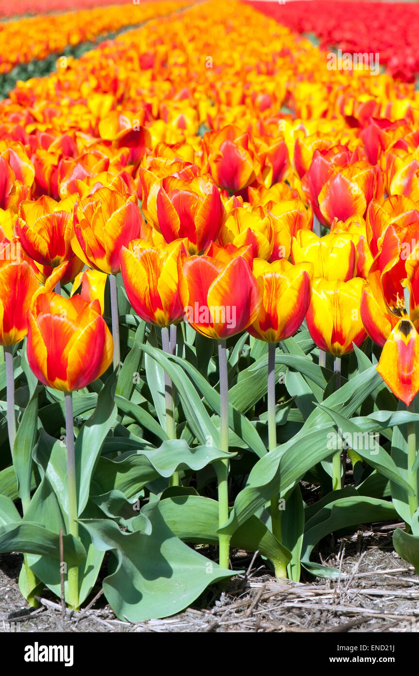 Spring field of red and striped tulips Stock Photo - Alamy