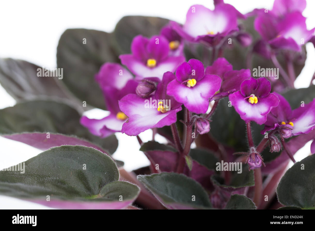 Violet-white saintpaulia close up on a white background Stock Photo