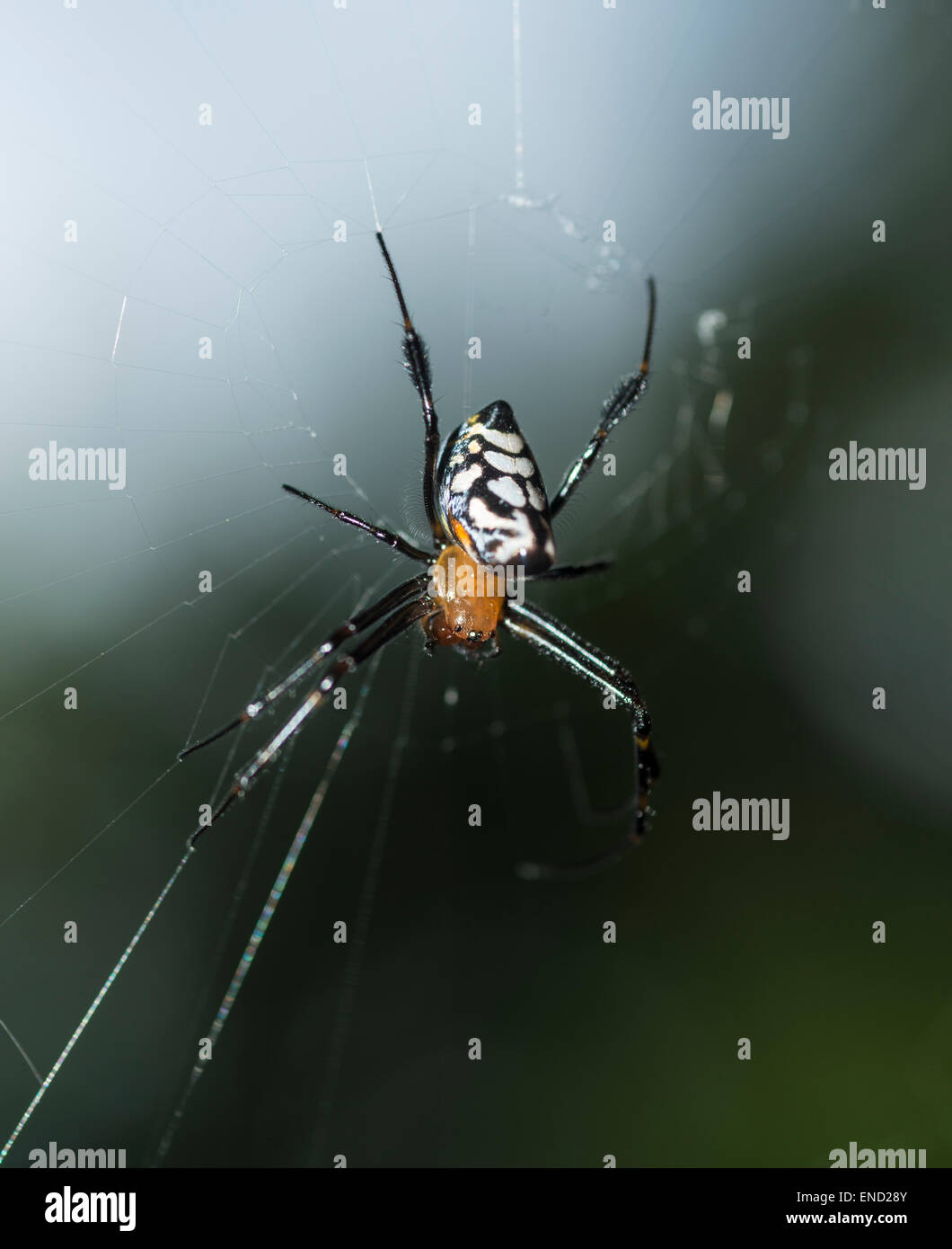 Long jawed orb weaver in its web Stock Photo