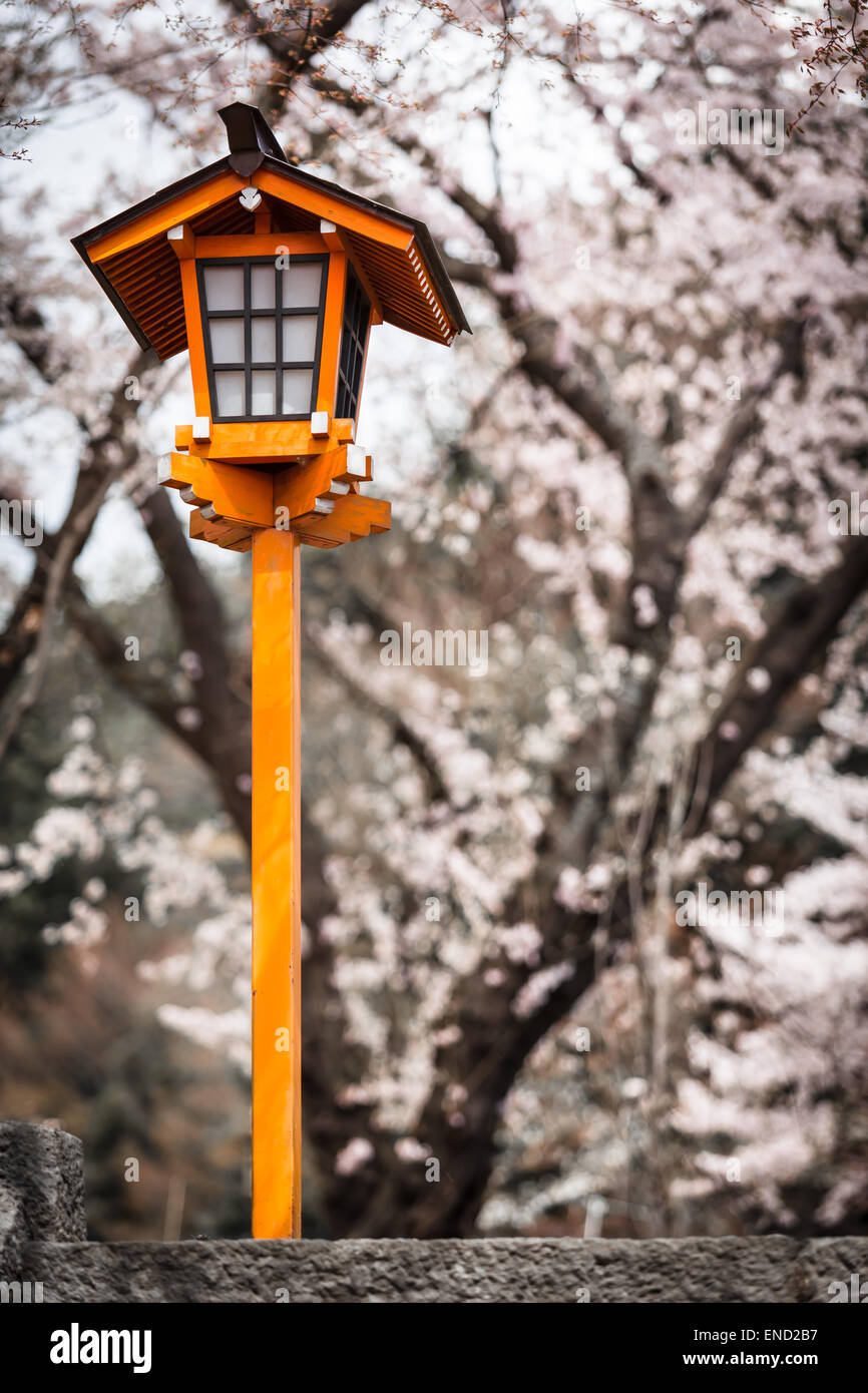 Traditional japanese lantern with cherry blossoms background at sakura season in spring Stock Photo
