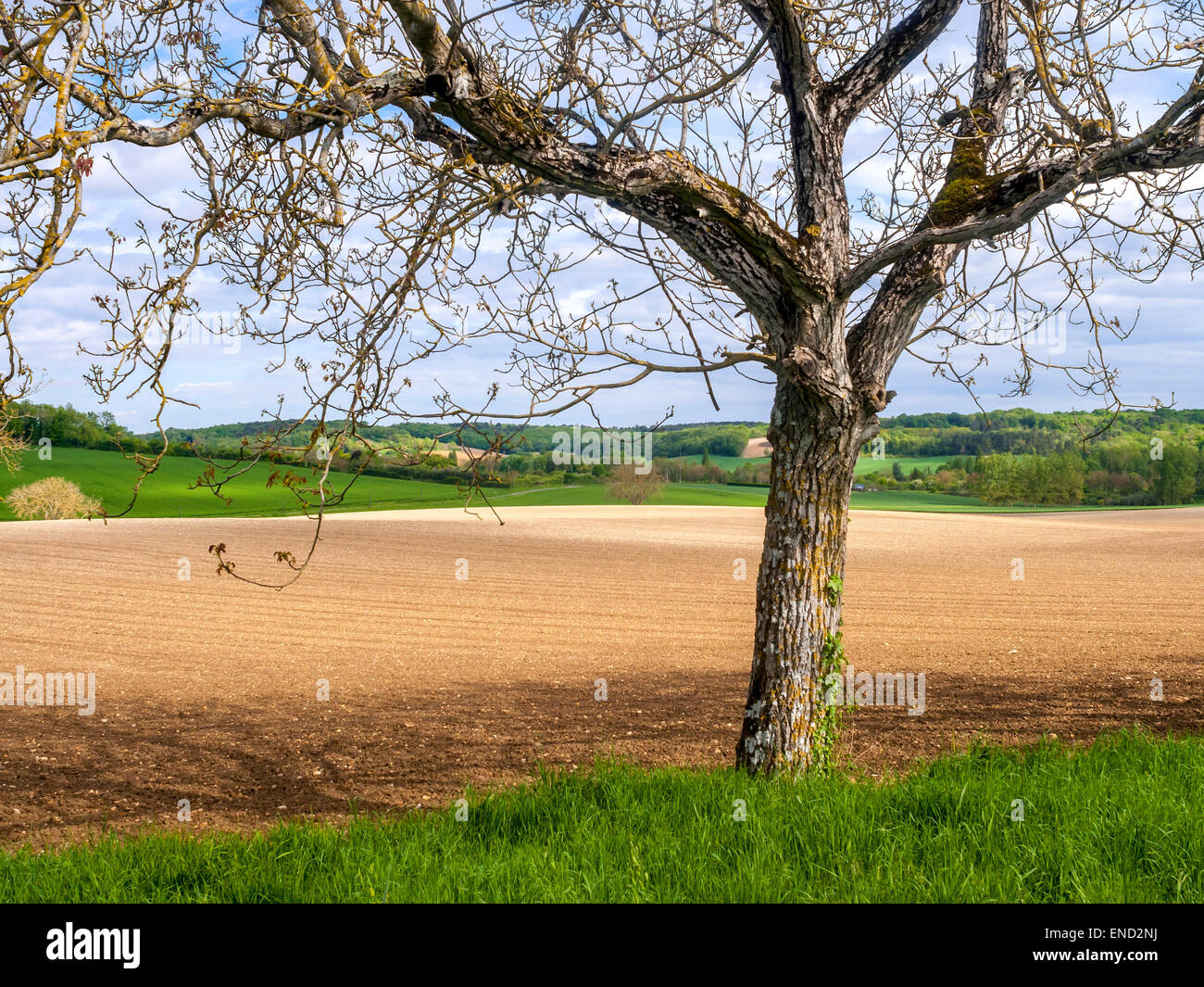 Walnut tree before leafing France Stock Photo Alamy