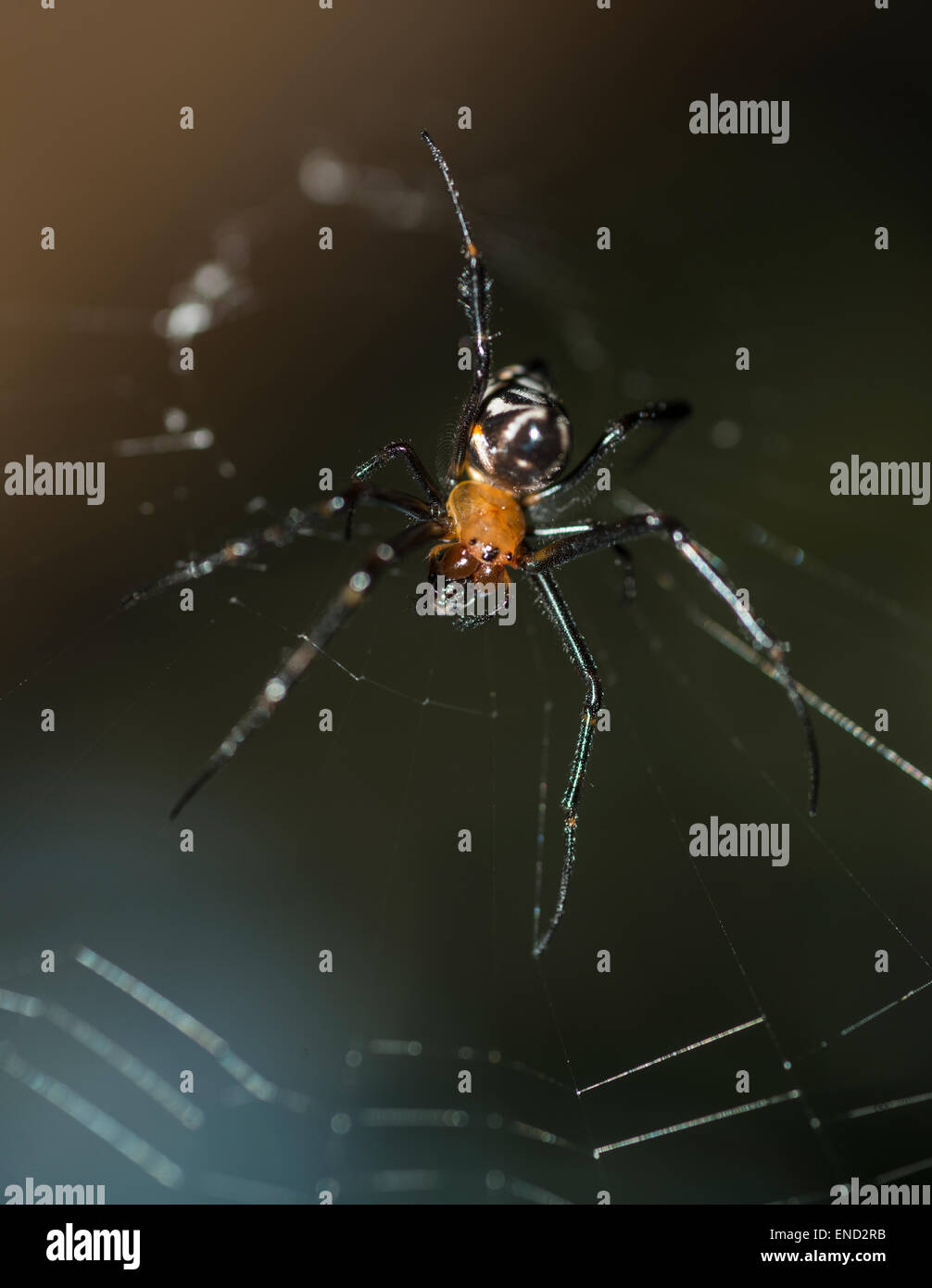 Long jawed orb weaver in its web Stock Photo - Alamy