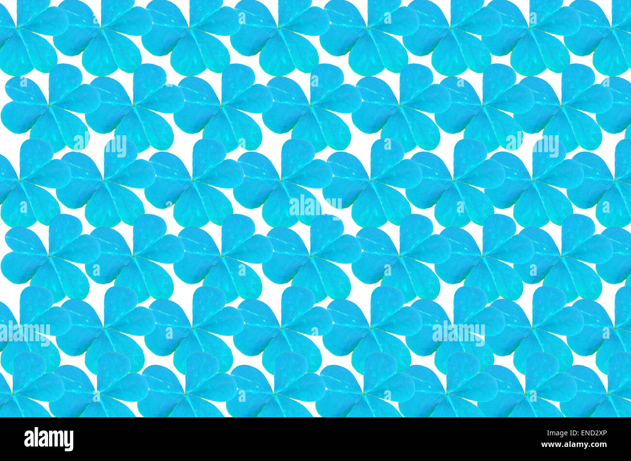Beautiful blue leaves of Water clover background Stock Photo