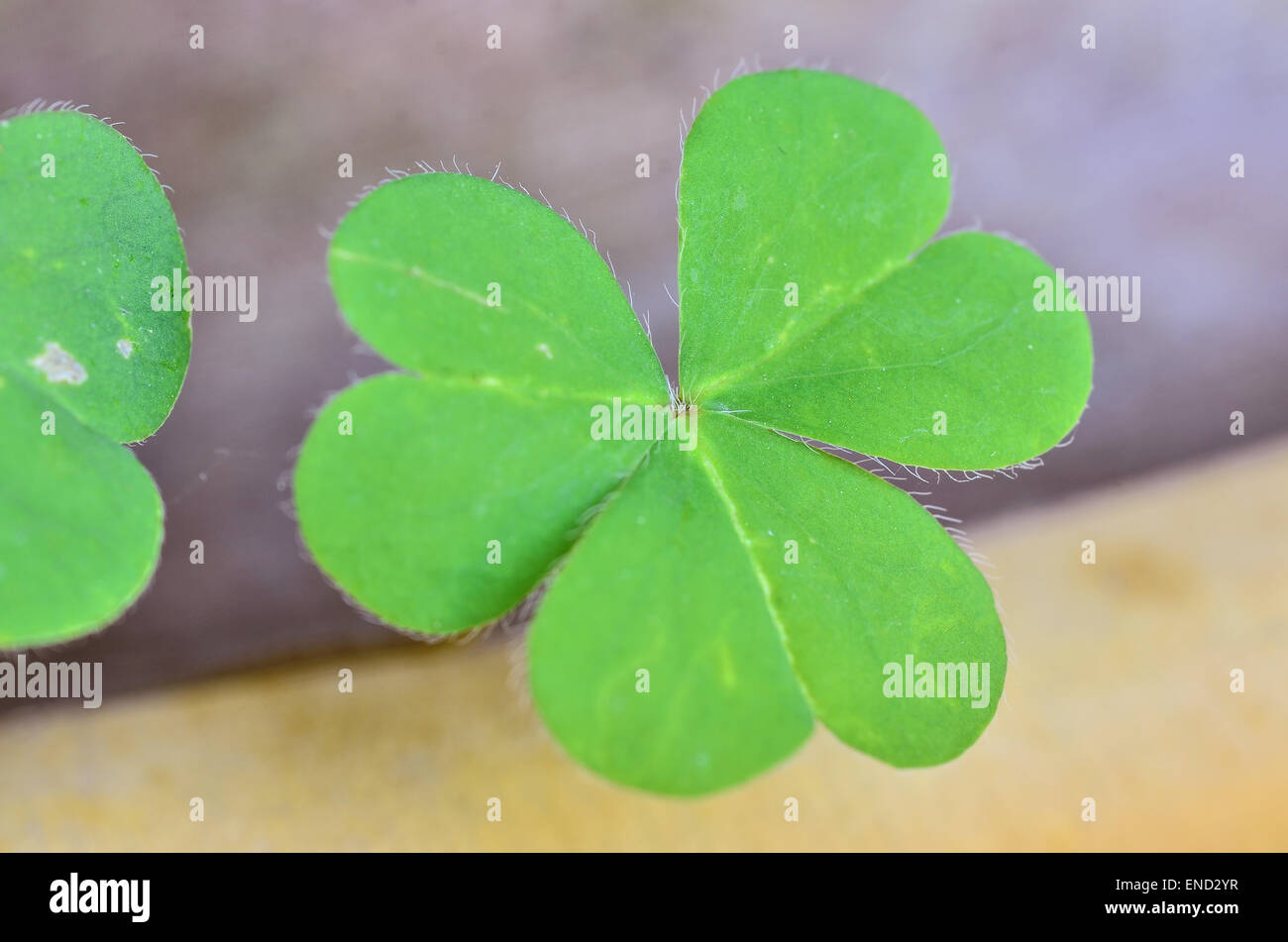 Beautiful green leaves of Water clover Stock Photo