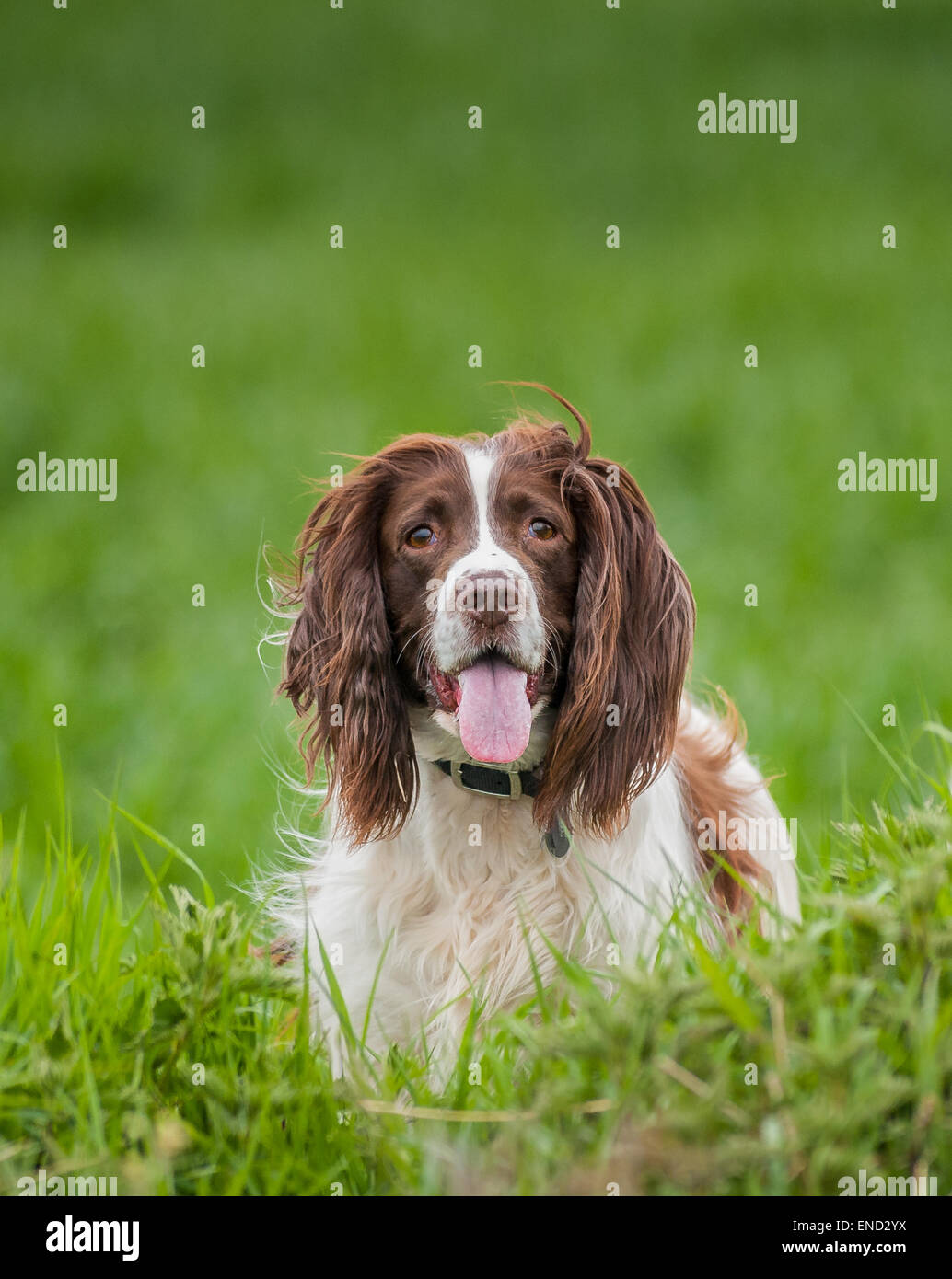 English Springer Spaniel dog in a grass field Stock Photo