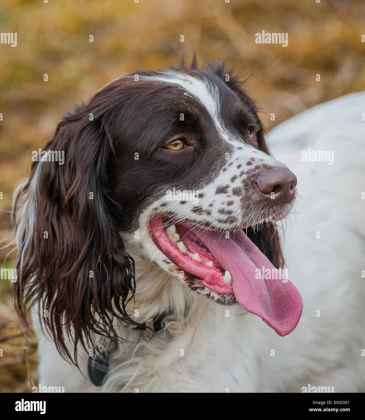 Portrait of a young English Springer Spaniel dog with tongue out on a hot day Stock Photo
