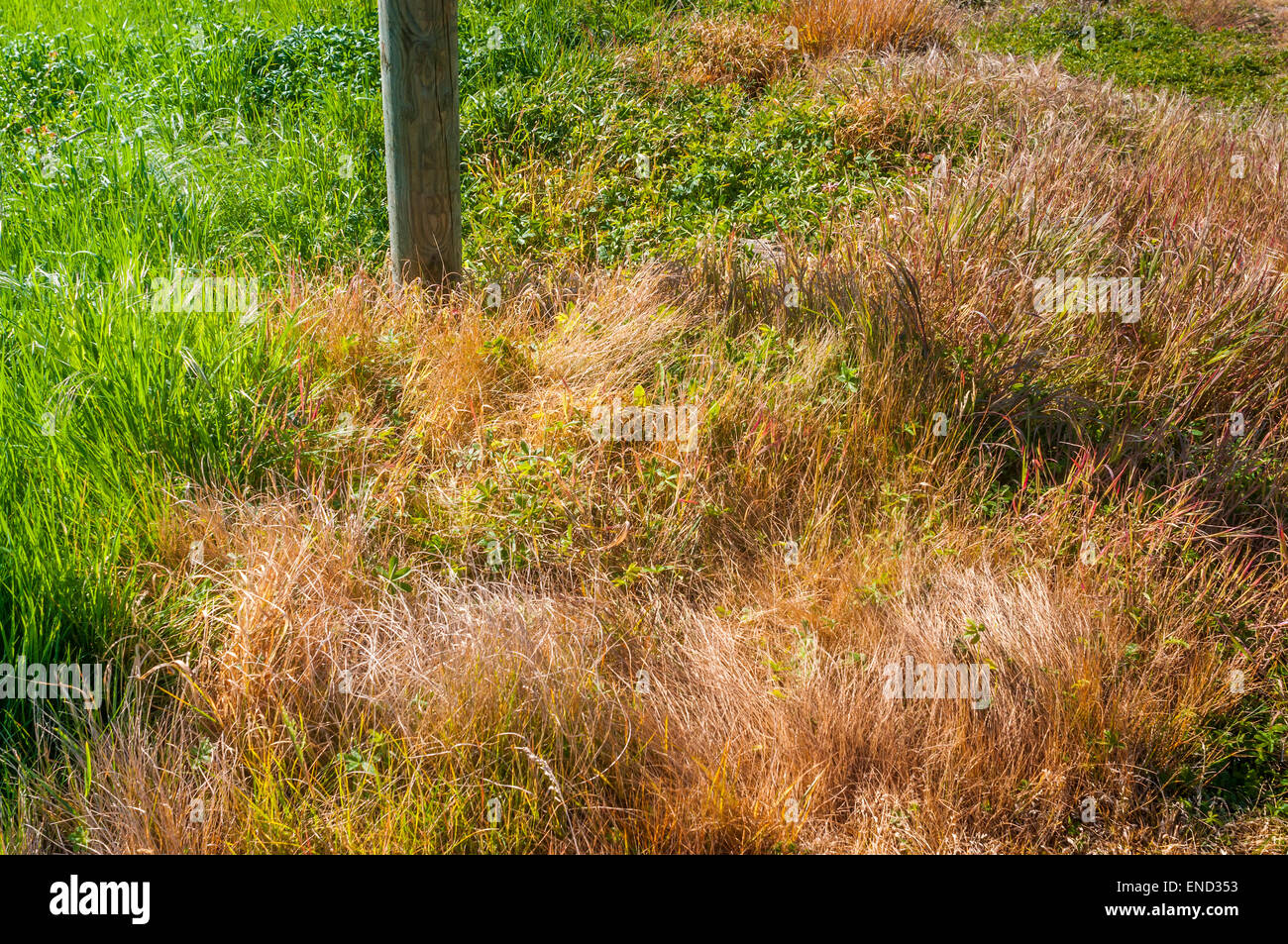 Grass sprayed with herbicide at roadside - France. Stock Photo