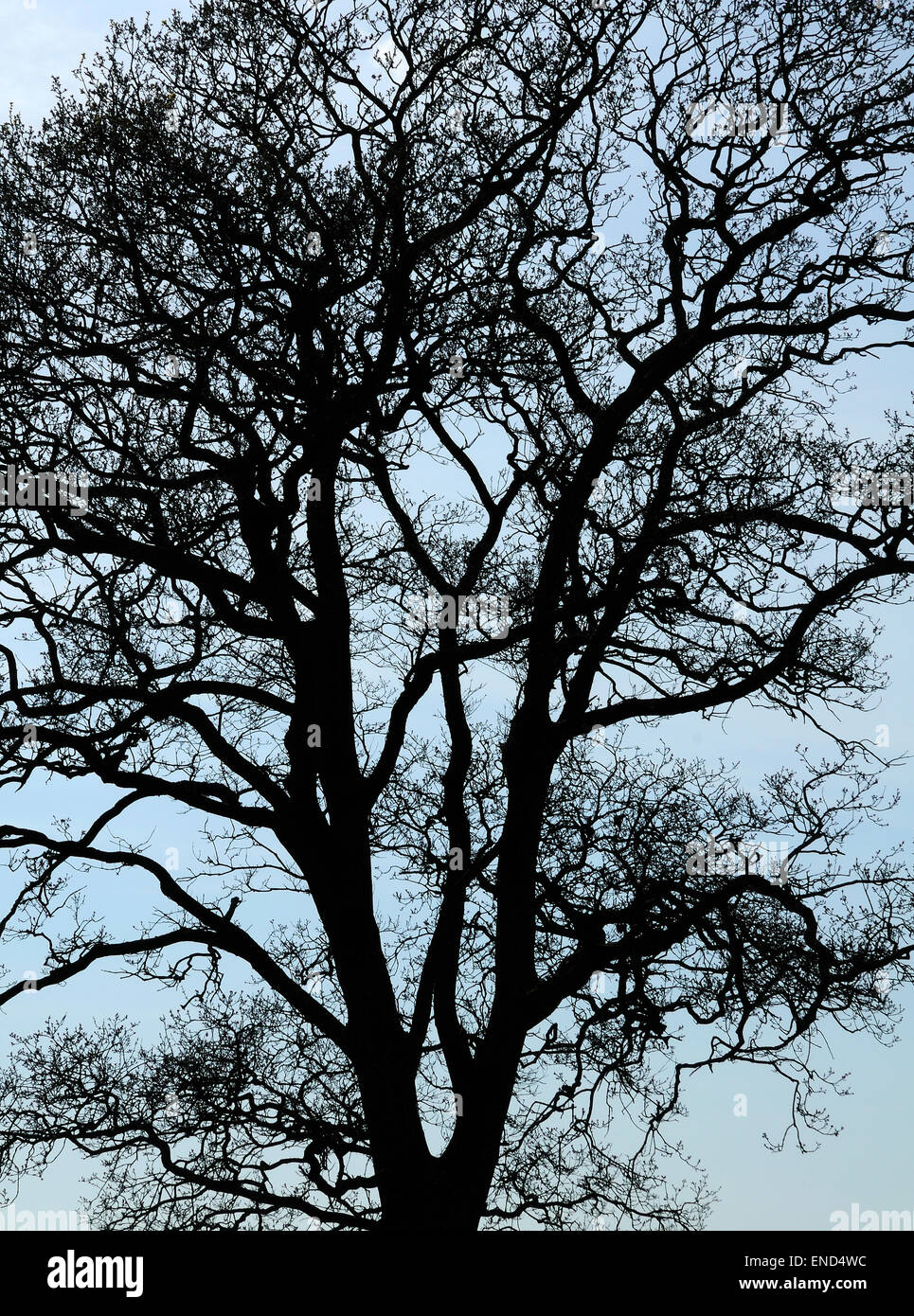 tree in landscape Stock Photo - Alamy