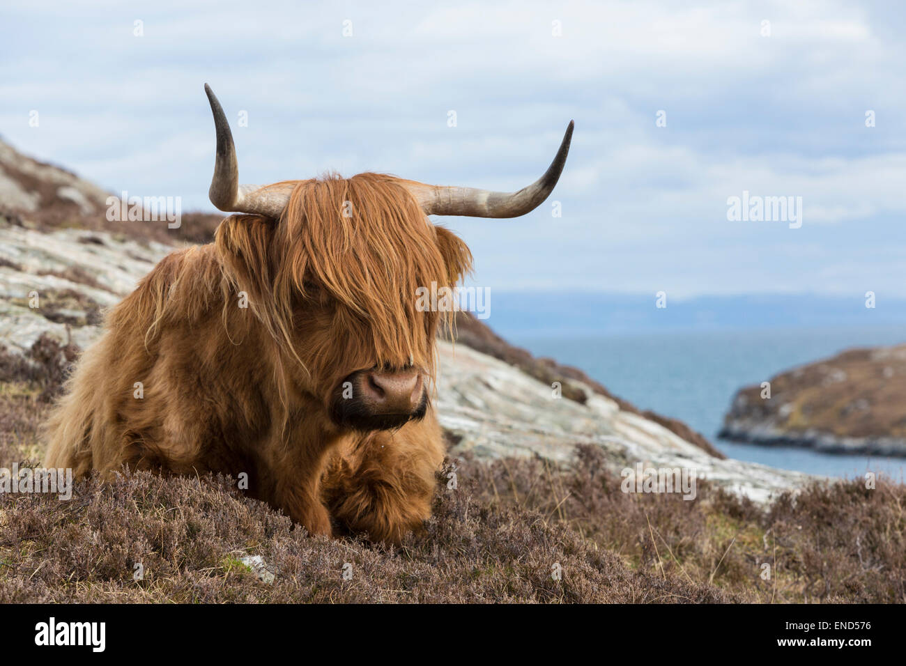 Highland Cow on the island of Harris, Scotland Stock Photo