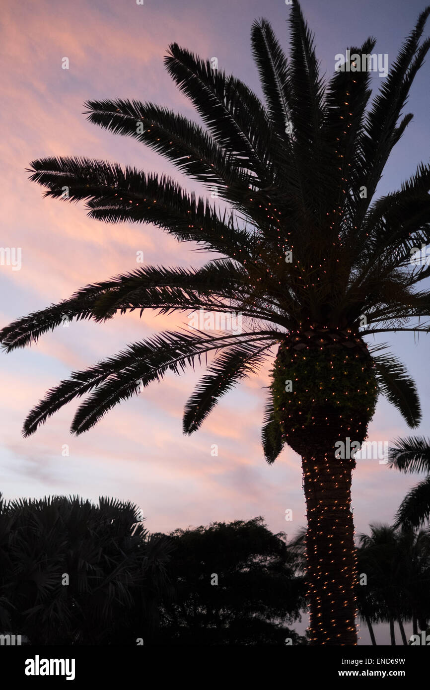 Palm tree decorated for Christmas, Miami Stock Photo Alamy
