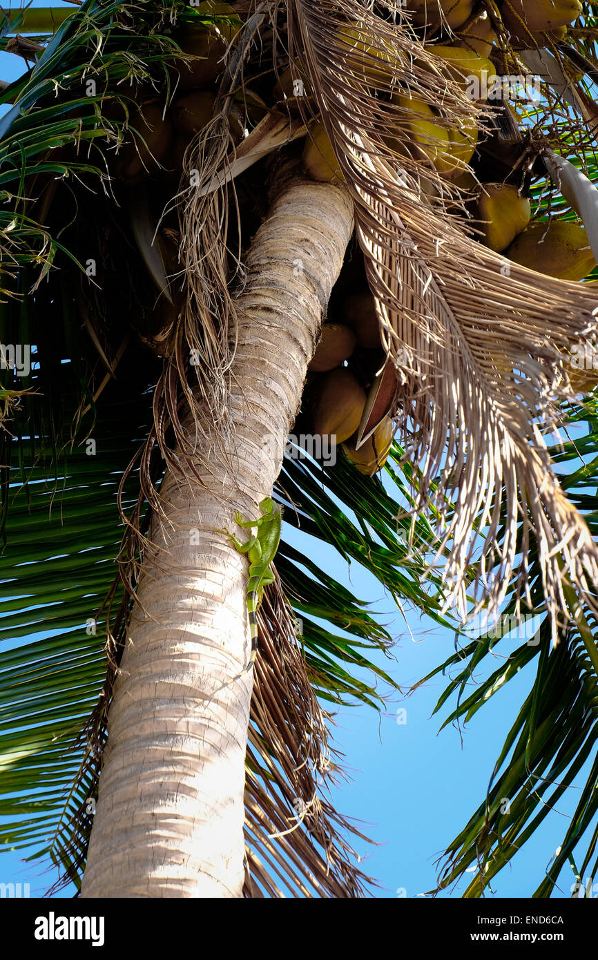 Iguana climbing a palm tree, St Martin Stock Photo