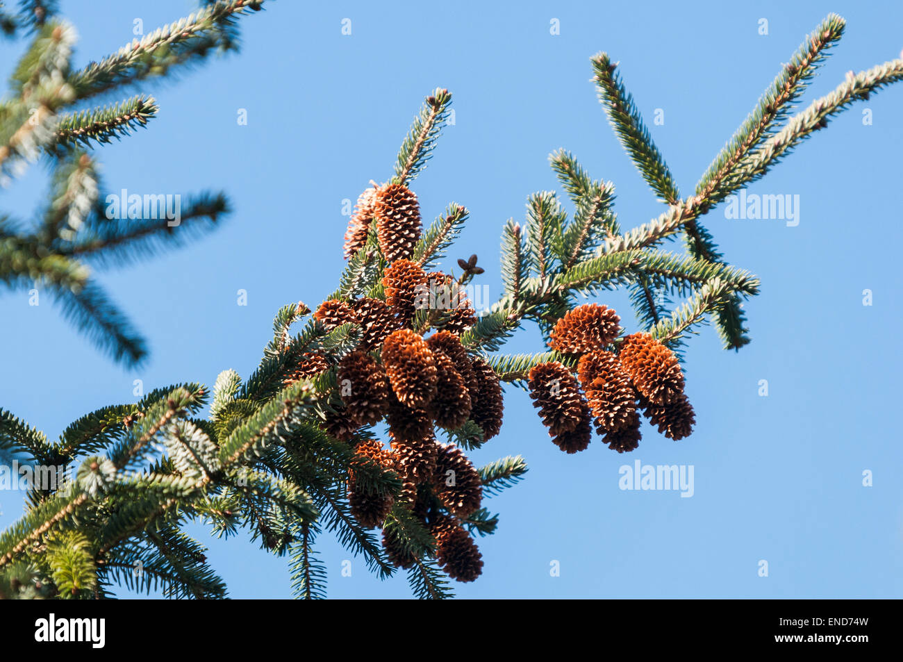 Pine cones of a young Sitka Spruce tree, Picea sitchensis, against a blue spring sky. Stock Photo