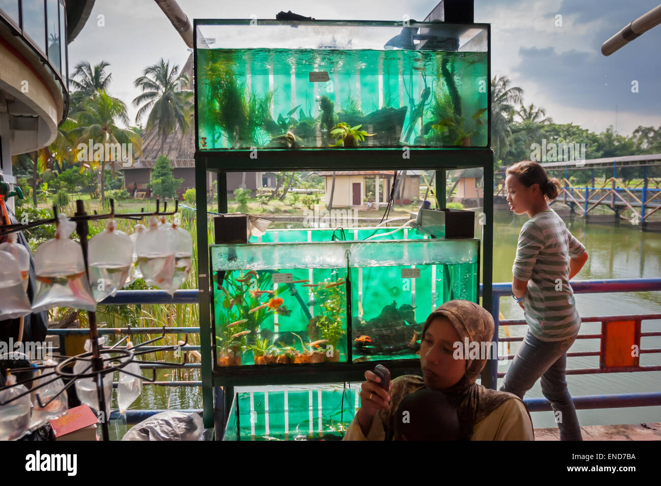 Image showcasing Freshwater fishtanks for sale Stock Photo - Alamy