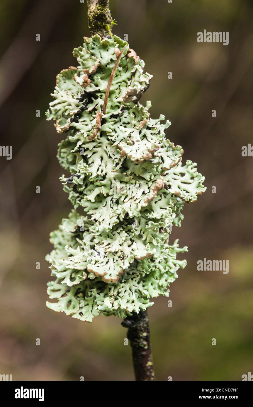 A portrait shot of a Lichen, Hypogymnia physodes, encrusted twig Stock Photo