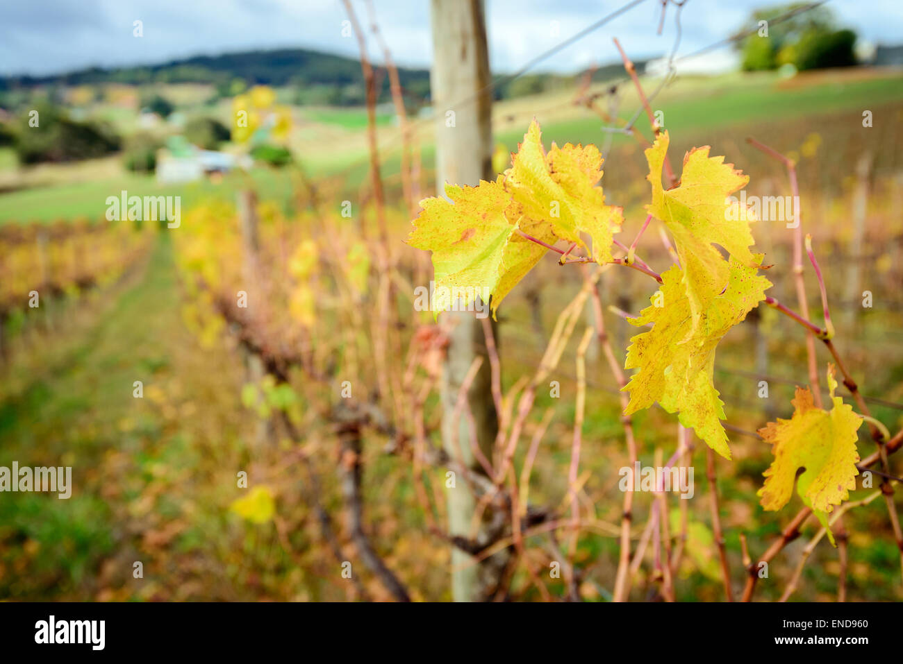 Autumn Wine valley, South Australia Stock Photo Alamy