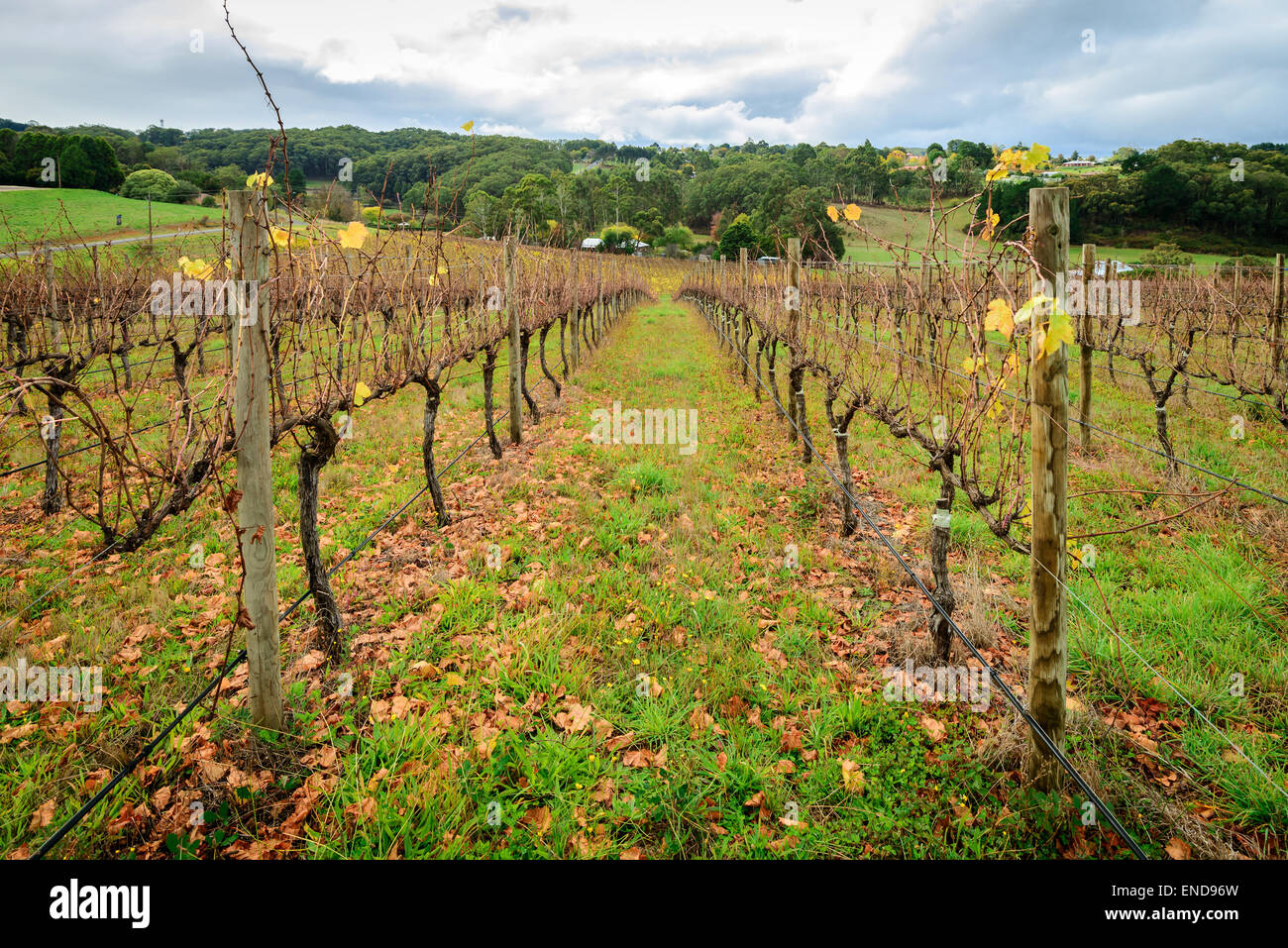 Autumn Wine valley, South Australia Stock Photo Alamy