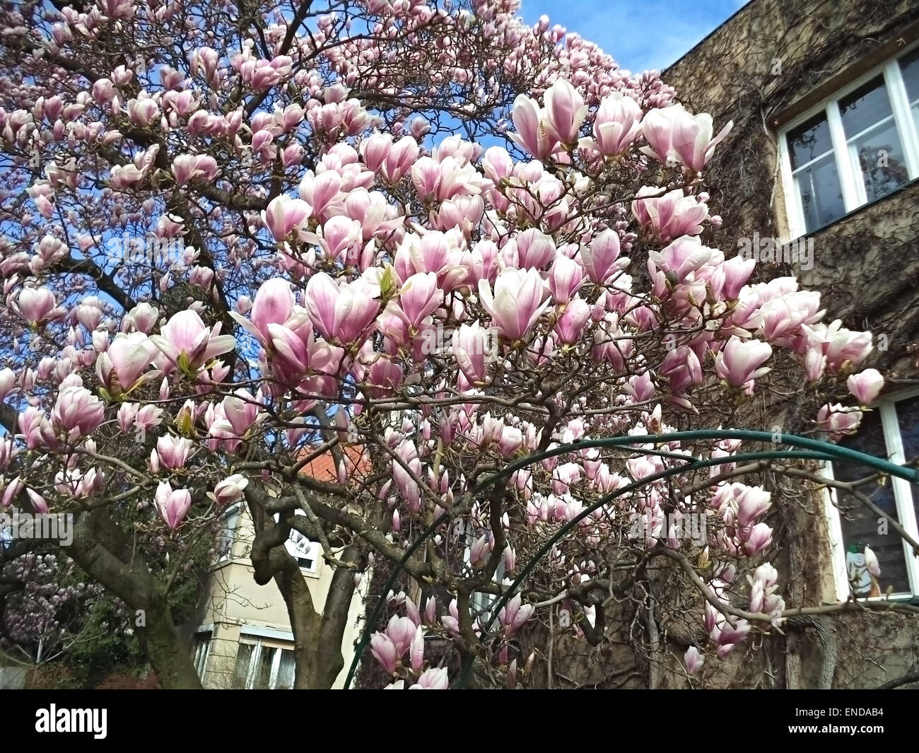 Magnolia tree flowers blooming hi-res stock photography and images - Alamy