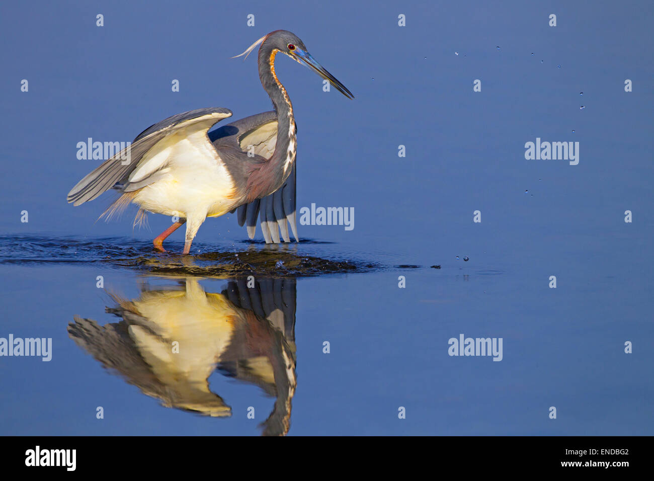 Tri-coloured Heron Egretta tricolour  formerly known as the Louisiana heron, catching fish in a lagoon at Fort Myers Beach Florida USA Stock Photo