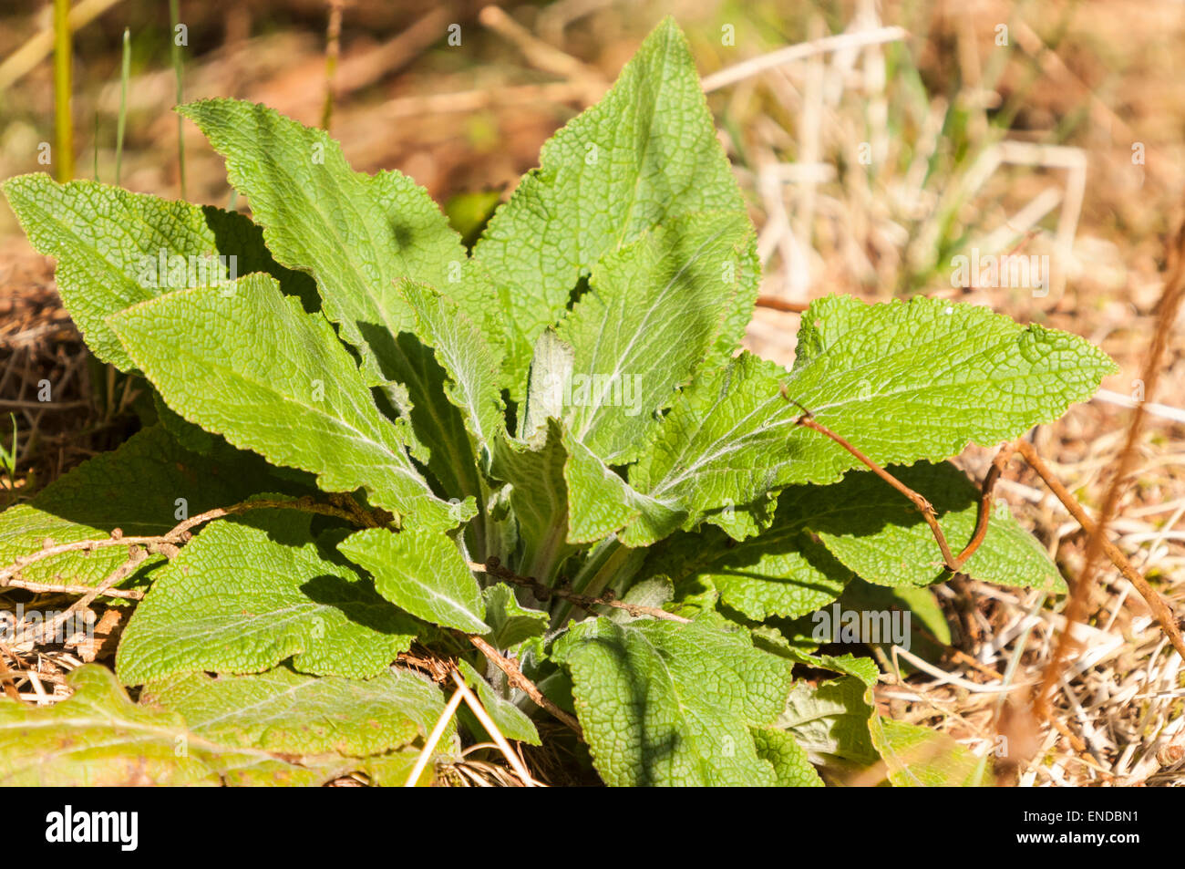 Spring growth of Foxglove, Digitalis, leaves Stock Photo Alamy