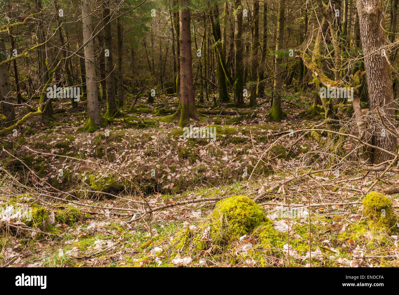 The forest floor in a coniferous forest Stock Photo