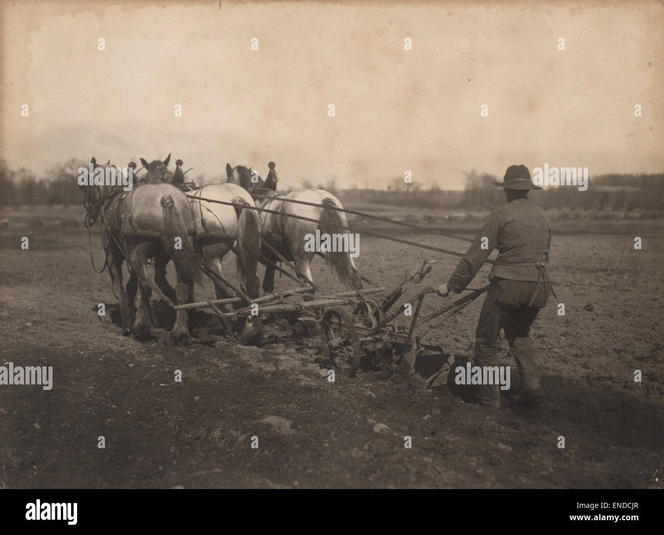 Photo postcard farmer ploughing field with two horses Canada c. 1910 Photo postcard farmer ploughing field with two horses Canada c. 1910