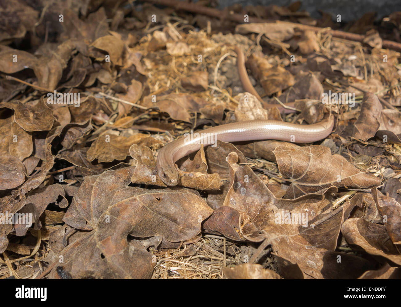 Slow Worm (Anguis fragilis) on a Nature reserve in the Herefordshire UK countryside Stock Photo