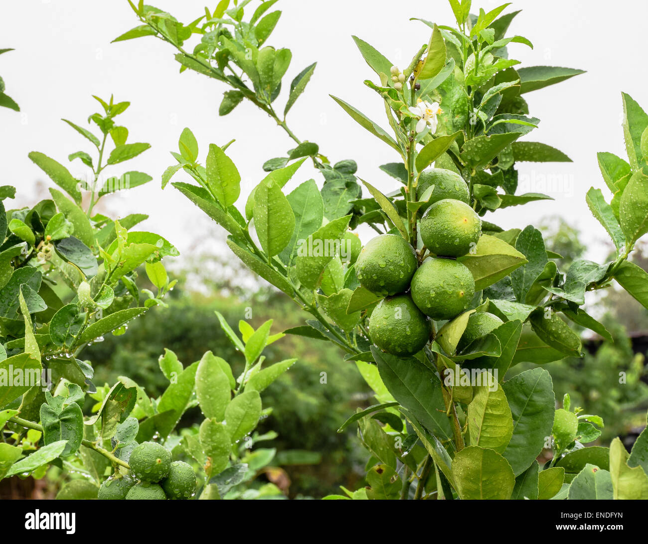 Limes tree hires stock photography and images Alamy