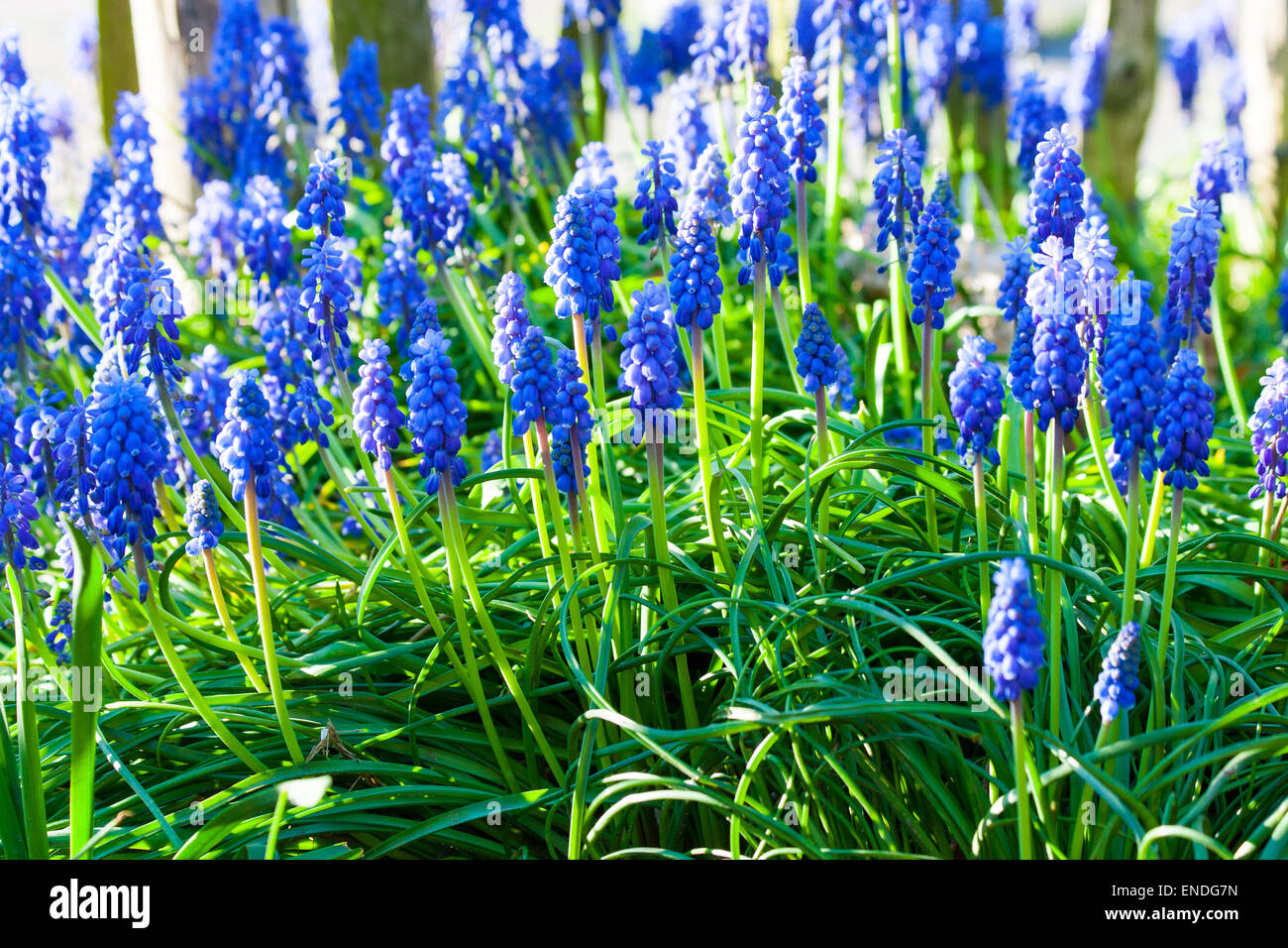 Blue grape hyacinths blooming in the garden under the sunlight Stock ...