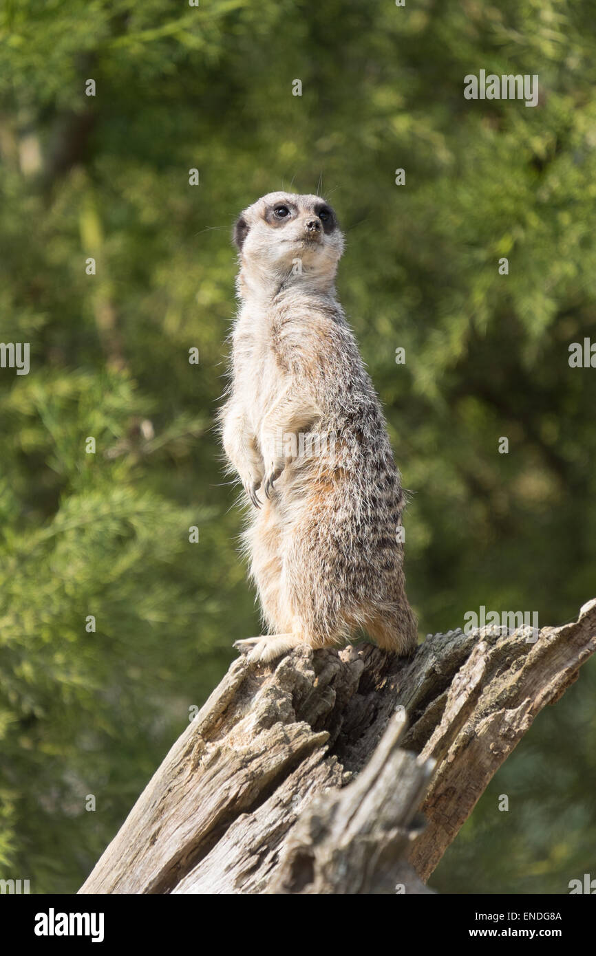 An alert Meerkat, Suricata suricatta stood atop a log keeping watch for predators Stock Photo