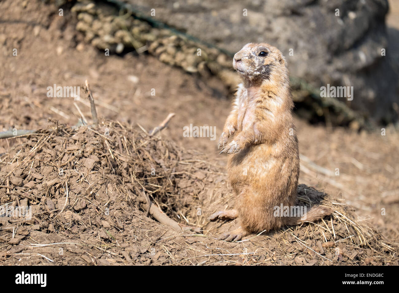 An alert Black - Tailed Prairie Dog (Cynomys ludovicanus), actually a ground squirrel. Standing guard over its burrow Stock Photo