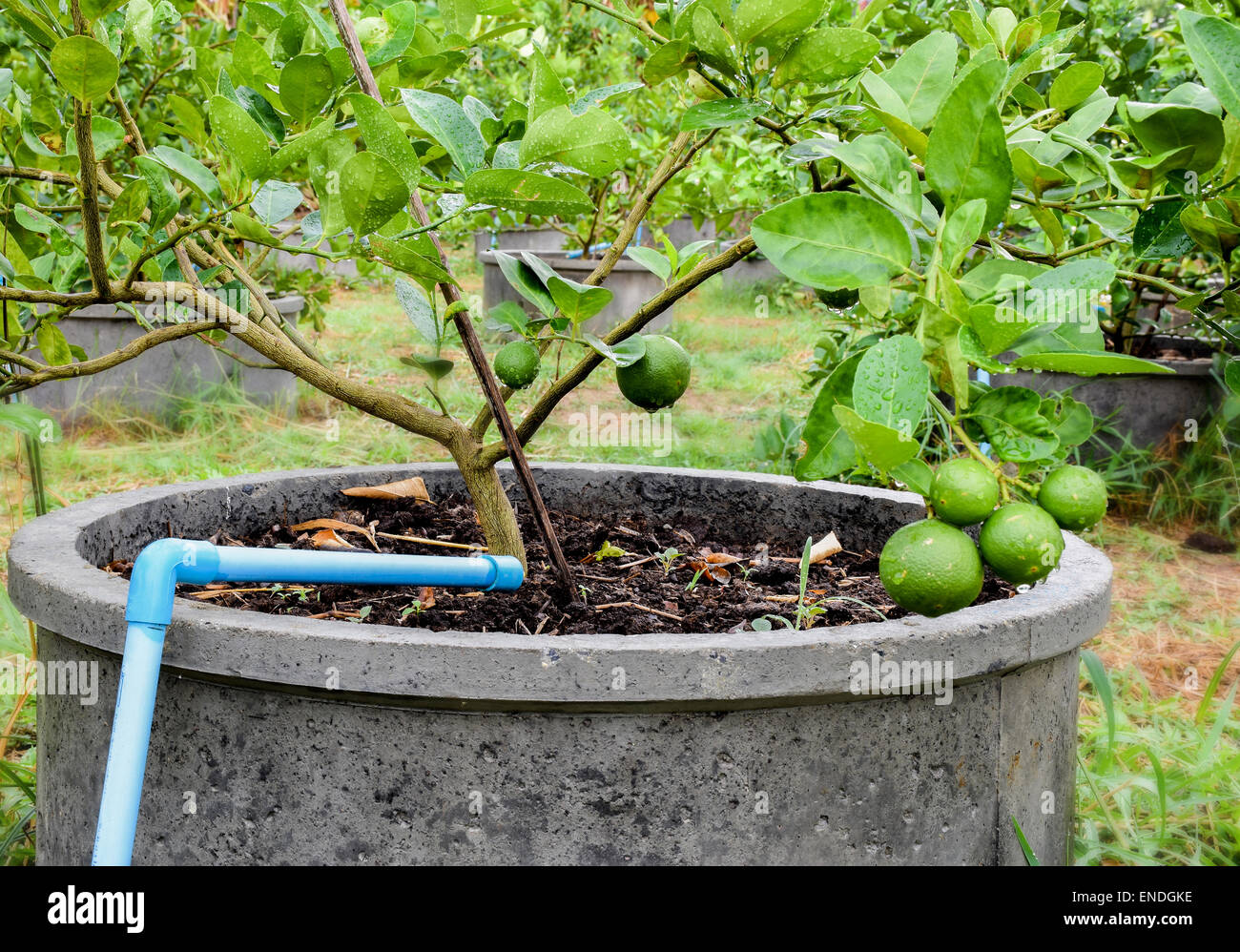Growing limes hi-res stock photography and images - Alamy