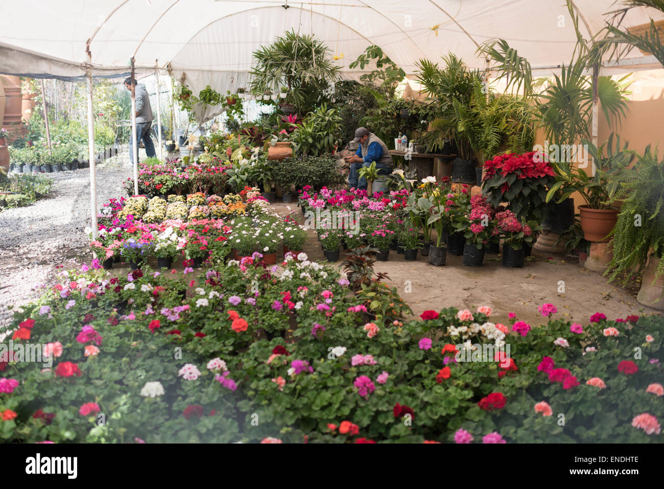 Colorful flowers at nursery in San Miguel de Allende Mexico Stock Photo