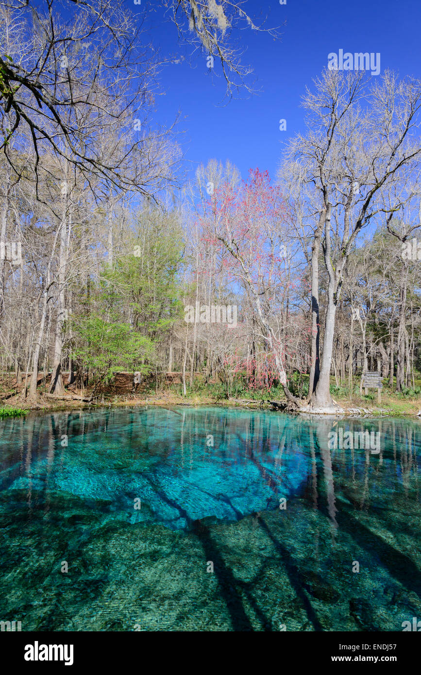Split level picture from Ginnie Spring, Clear swelling pot, Ginnie Springc, High Springs, Gilchrist County, Florida, USA Stock Photo