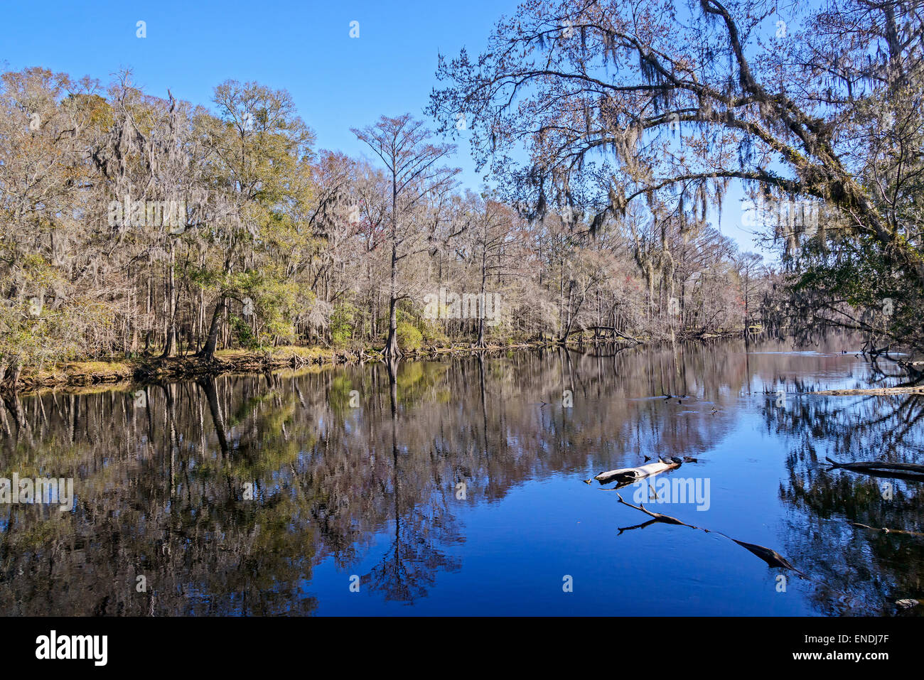 Santa Fe River, Ginnie Spring, High Springs, Gilchrist County, Florida, USA, United States Stock