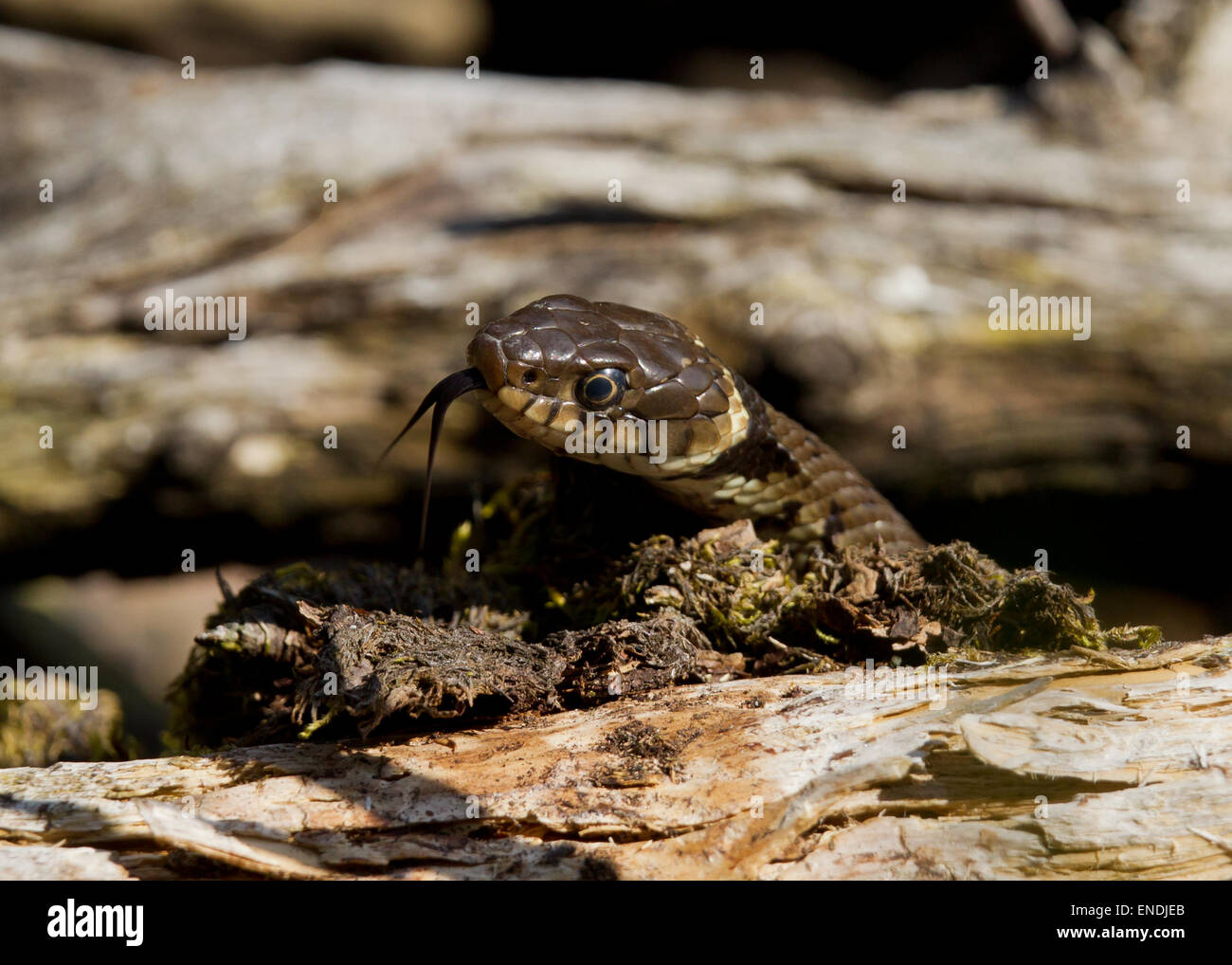 European grass snake coming out of hiding Stock Photo Alamy
