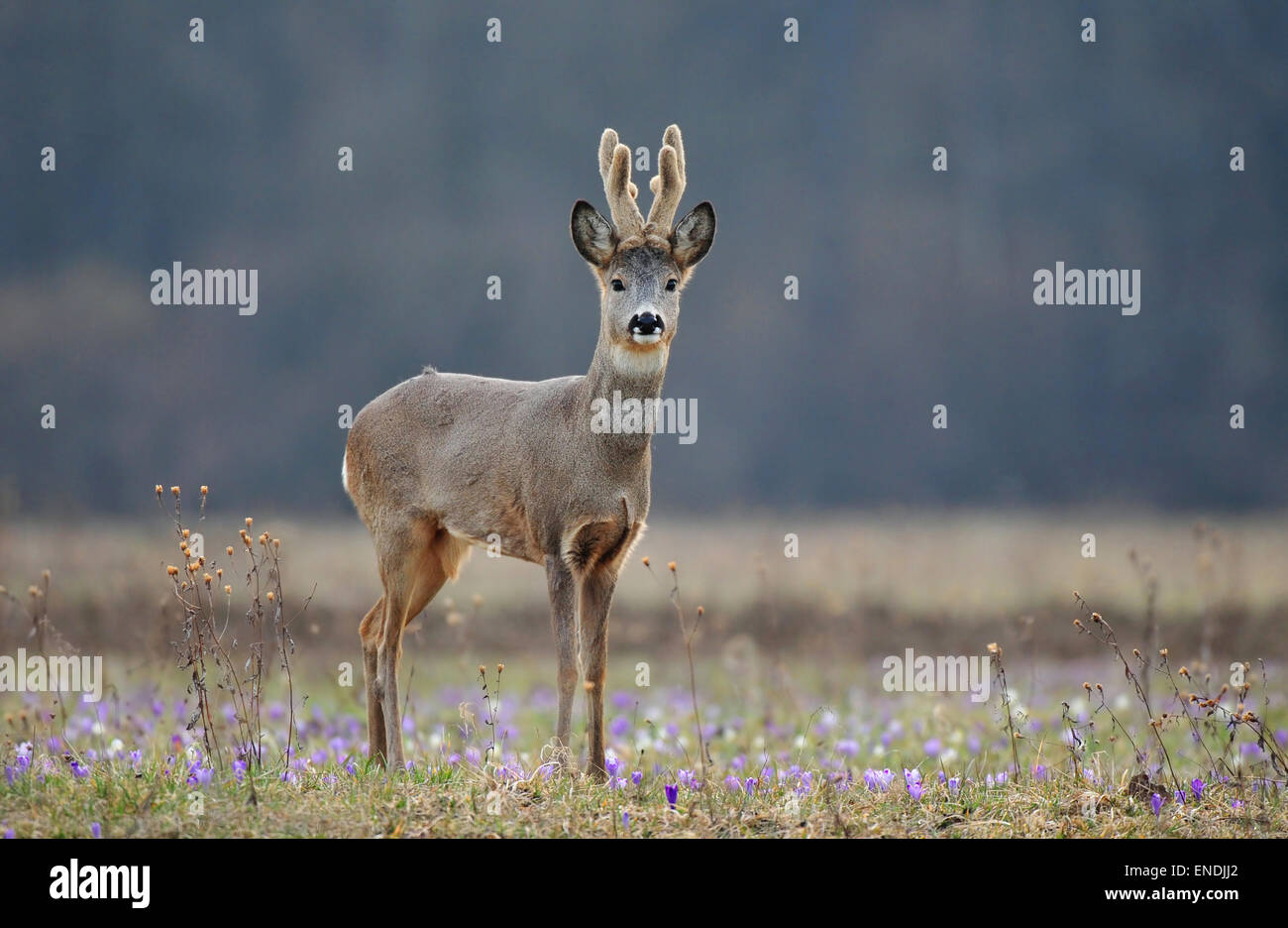 Eastern roe deer hi-res stock photography and images - Alamy