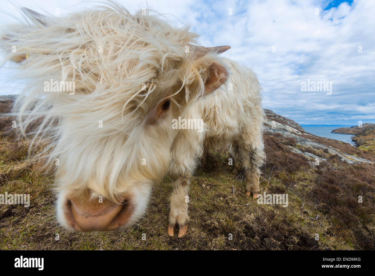 Highland Cow on the island of Harris, Scotland Stock Photo