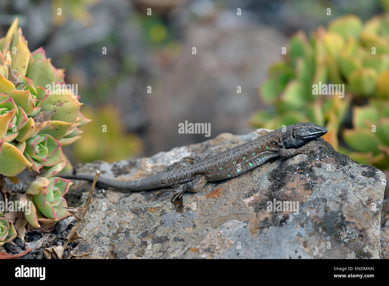 Gallotia atlantica, Atlantic Lizard Stock Photo