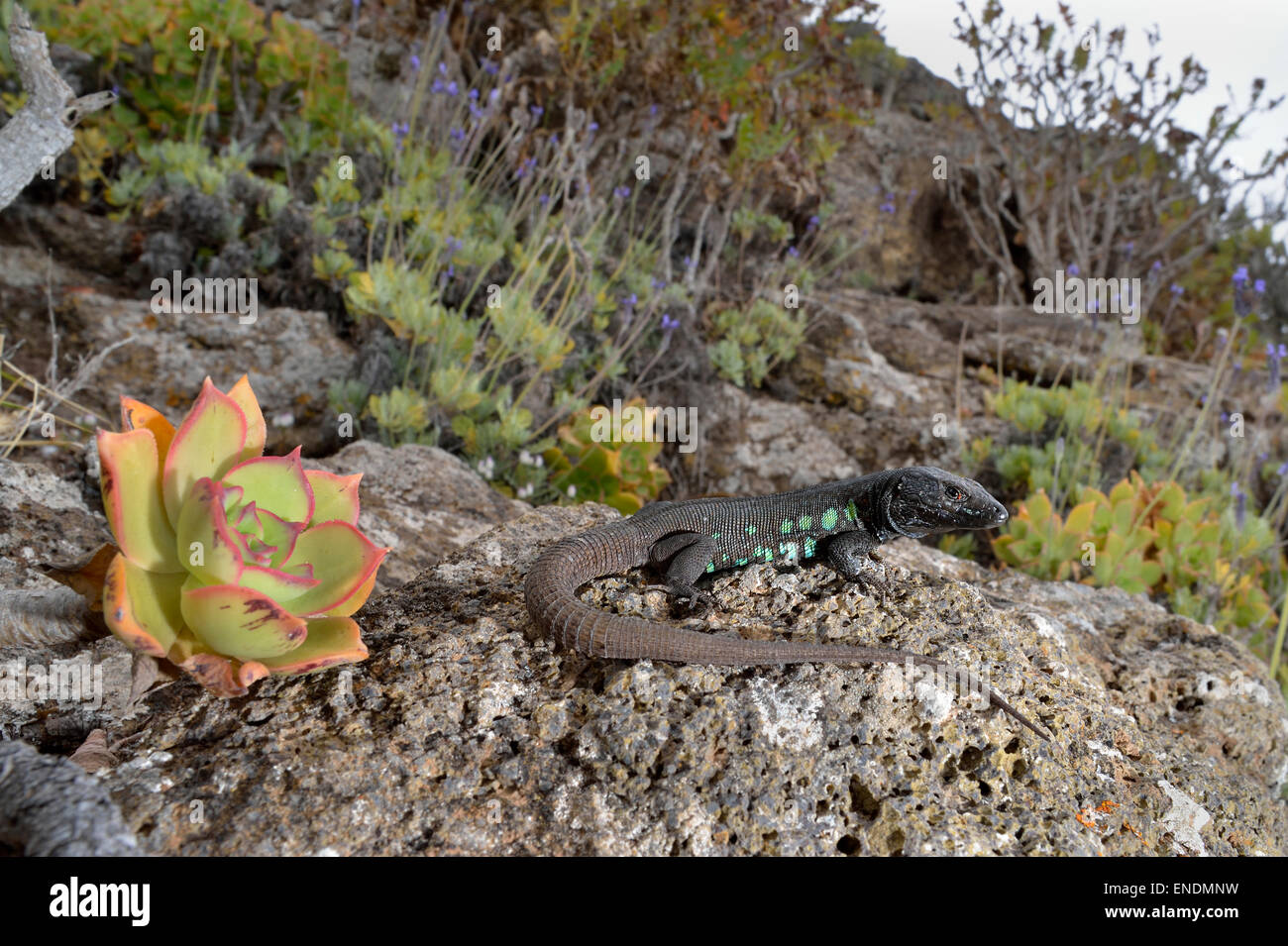 Canary islands, Fuerteventura island, Gallotia atlantica, Atlantic Lizard Stock Photo