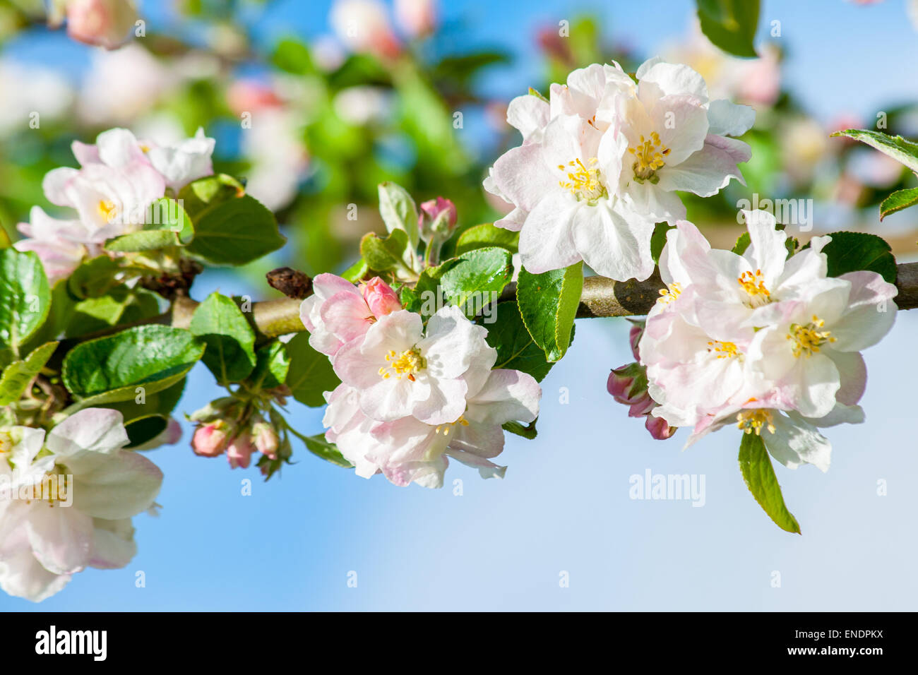 pink and white flowering blossoms of an apple tree Stock Photo - Alamy