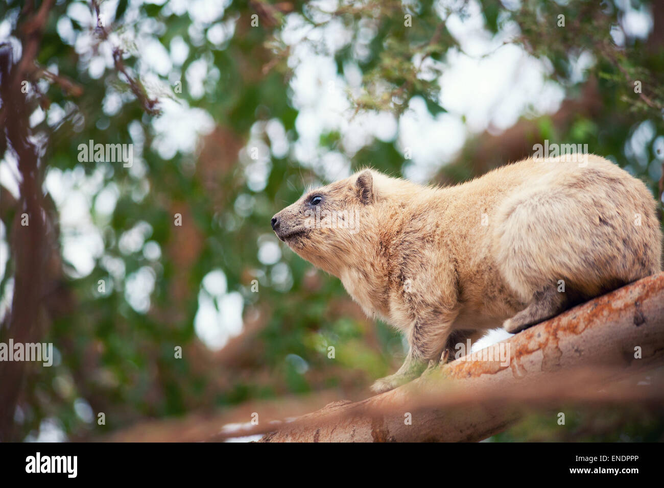 Rock hyrax on the tree Stock Photo